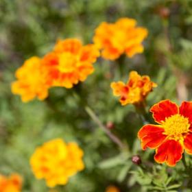 wallis-aletsch-mtb-34